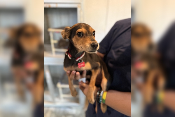 Se acabó la rebeldía del cachorro con el veterinario. Sigue estas técnicas…