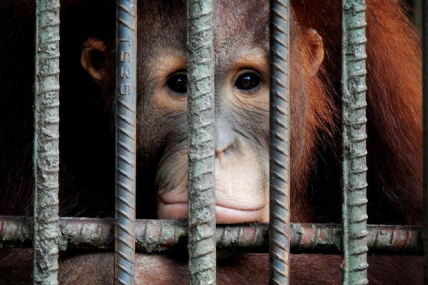 Mercado negro digital y la comercialización clandestina de animales exóticos en México