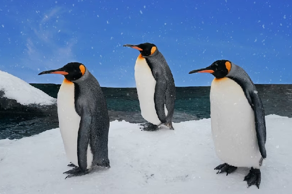 Lo que los pingüinos nos enseñan sobre el estado de los mares