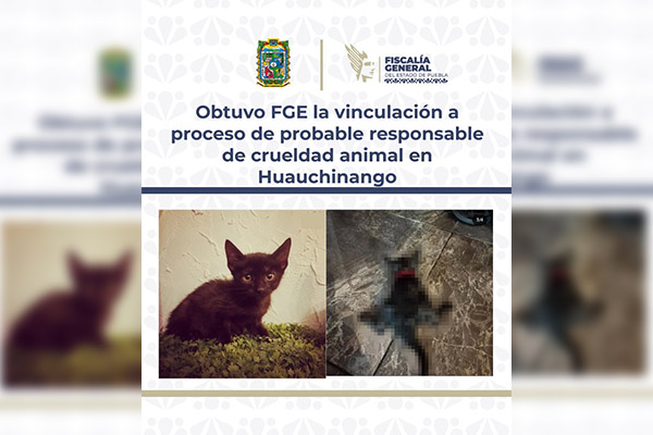 Mató a patadas a una gatita; ya vinculado a proceso