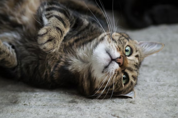 Gato sobrevive a una sorprendente caída de más de 100 metros