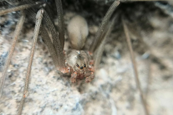 ¡Cuidado! Los riesgos mortales de la araña violinista en temporada de calor