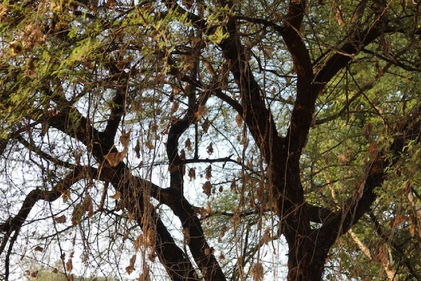 México destaca en World Wide Wood por su biodiversidad en Xilitla y Oaxaca