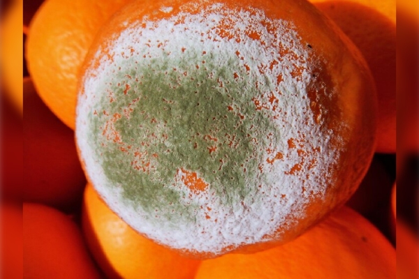 Los alimentos contaminados con moho mantienen riesgos pese a la cocción