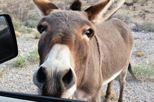 Un burro fugitivo paraliza el tráfico en plena hora pico