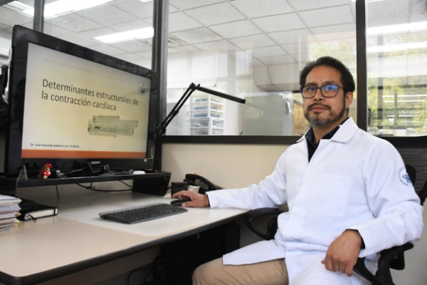 En el Instituto de Fisiología reside un grupo que estudia la relación las células cardiacas