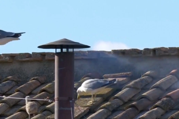 Una gaviota y su polluelo robaron cámara antes de la fumata blanca