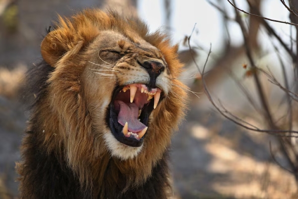 Un león “doméstico” ataca y devora a su dueño