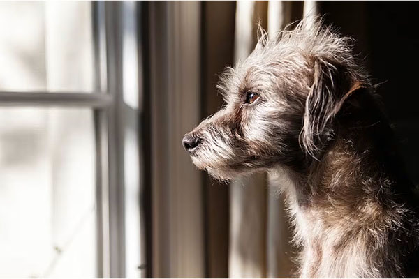5 razones para adoptar un perro de raza única