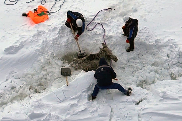 Marineros rusos rescatan a un alce de una “trampa de hielo”