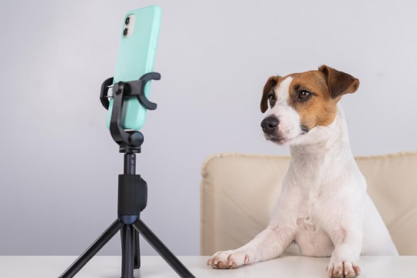 Petfluencers: Las nuevas estrellas peludas de las redes sociales