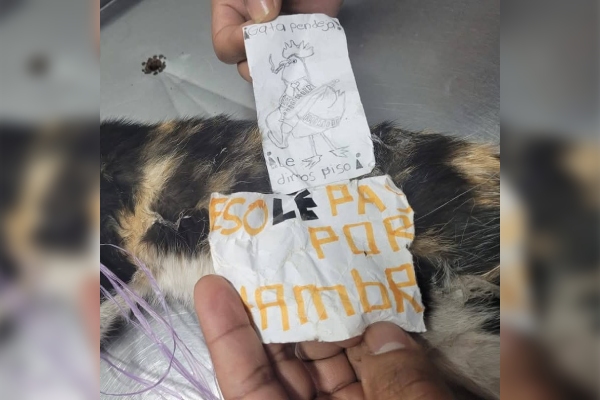 No para el maltrato animal en Puebla: hallan a gatita torturada con mensaje al estilo narco