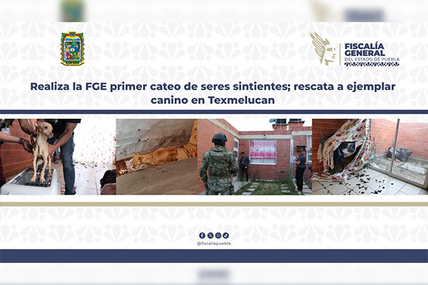 FGE rescata a perro en abandono durante primer cateo de seres sintientes
