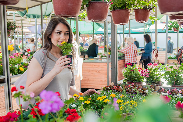 Plantas a cualquier precio: el lucrativo y riesgoso negocio del mercado verde