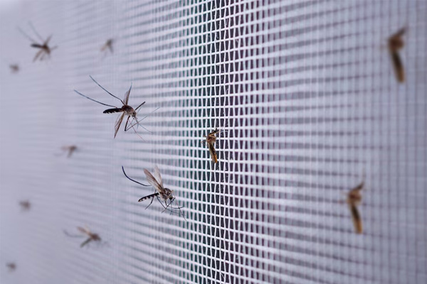 Detectan por primera vez fiebre del Nilo Occidental en mosquitos del Reino Unido