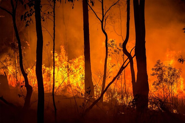 Casi 7 millones de hectáreas de bosques tropicales fueron destruidas por incendios en 2024