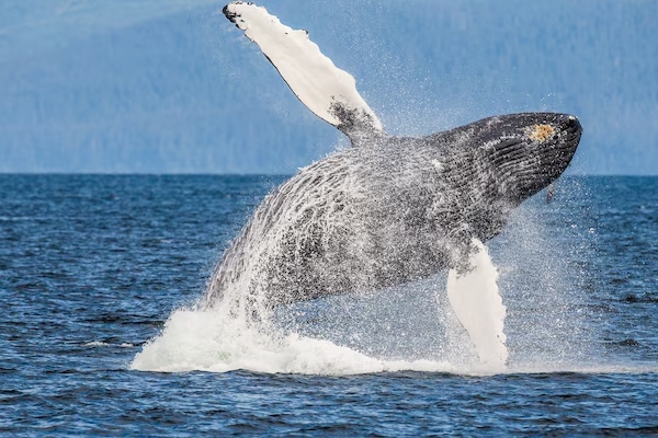 Más de 90 ballenas grises han muerto en el Pacífico mexicano en lo que va de 2025