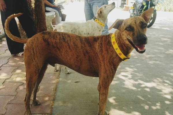 Cinco motivos para ser amigo de un perro sin raza
