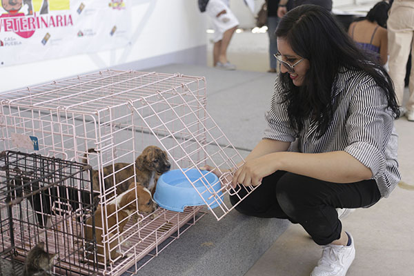 ¿Qué tan difícil es adoptar un perro en Puebla?