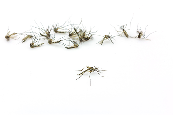 Científicos observan cómo mosquitos mueren al alimentarse de sangre tratada