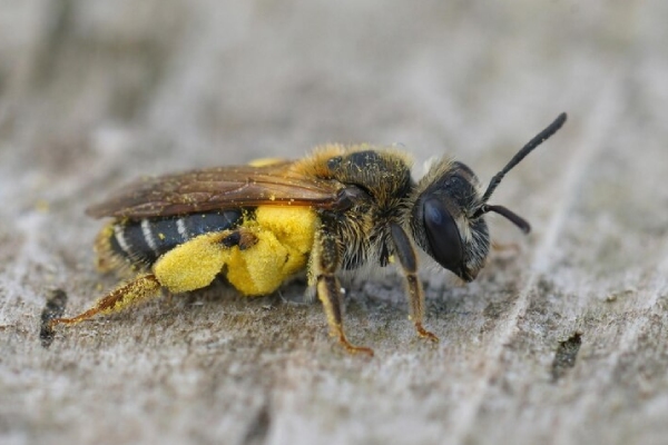 Ataques mortales: Cuando las abejas y otros insectos se vuelven letales