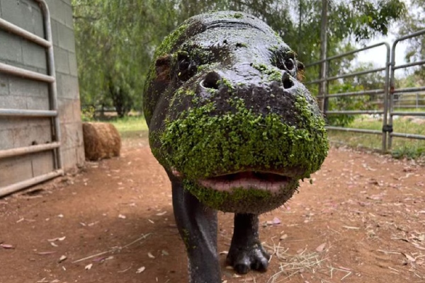 A sus 51 años, este curioso hipopótamo pigmeo rompe récord de longevidad
