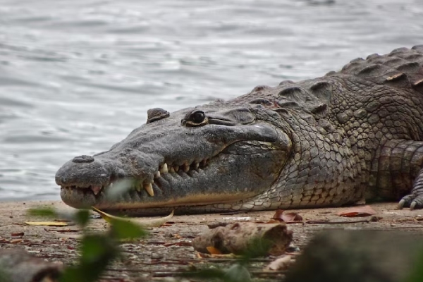 Captan a cocodrilo con un perro en el hocico en playa de Tulum