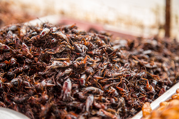 Insectos comestibles, una alternativa sostenible frente al impacto ambiental de la carne