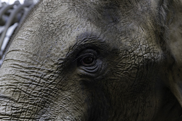 Atraco animal: elefante "asalta" una tienda en busca de galletas