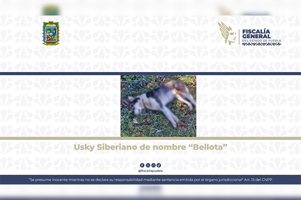 Atacó a machetazos a una husky por entrar a su propiedad