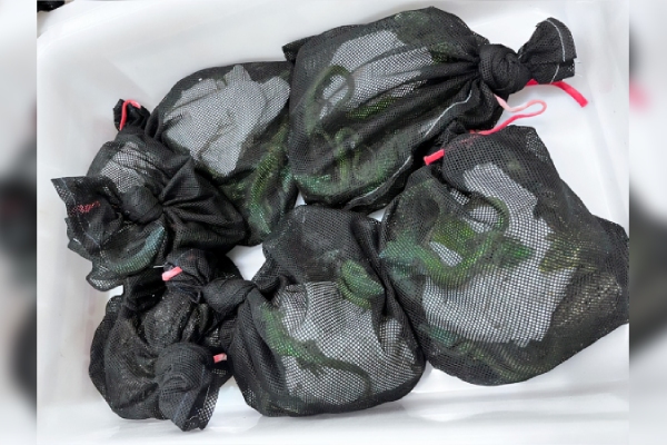 Intentaba llevar casi 300 reptiles protegidos de México a Japón