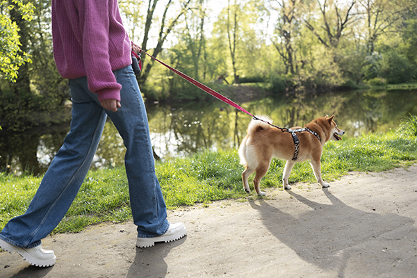 Irán prohíbe pasear perros en lugares públicos de varias ciudades