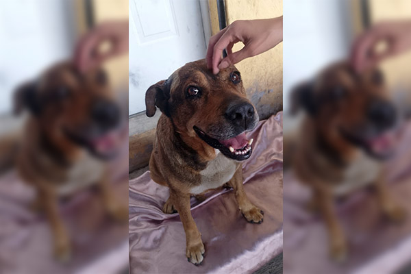 Centro de Bienestar Animal atiende a lomito agredido con arma punzocortante