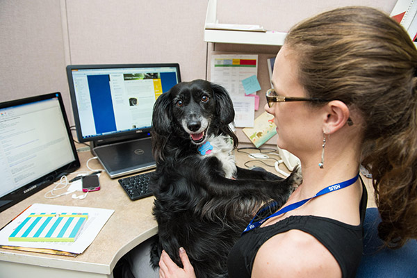 Lleva a tu perro al trabajo: consejos para una experiencia positiva