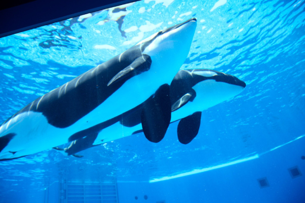 Activistas piden rescate urgente para dos orcas atrapadas en un parque acuático cerrado