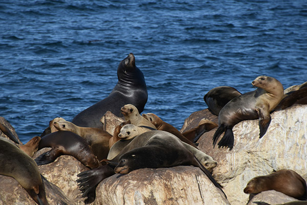 El número de focas de Weddell y lobos marinos antárticos se reduce a la mitad en 50 años