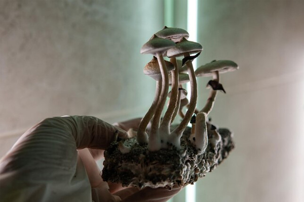 Nueva Zelanda autoriza el uso de "hongos mágicos" para tratar la depresión