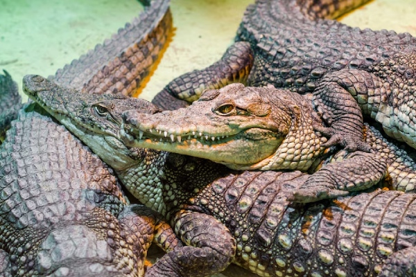 “Alligator Alcatraz”: el plan de Florida para disuadir a migrantes