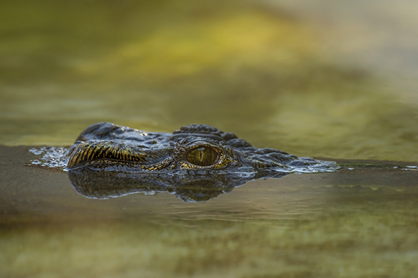Cocodrilos causan terror en calles inundadas de Tamaulipas