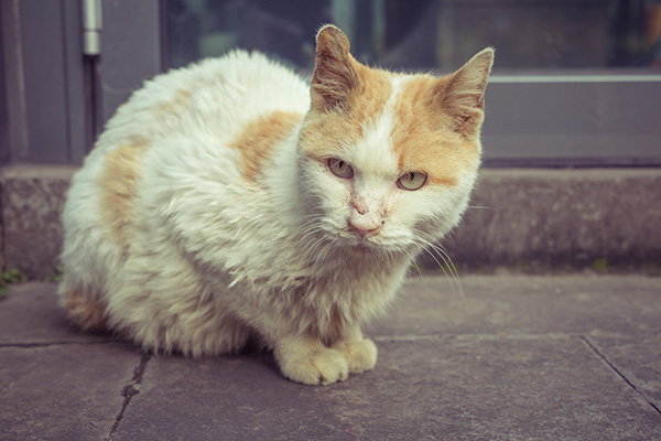 Tu gato está envejeciendo… y te necesita más que nunca
