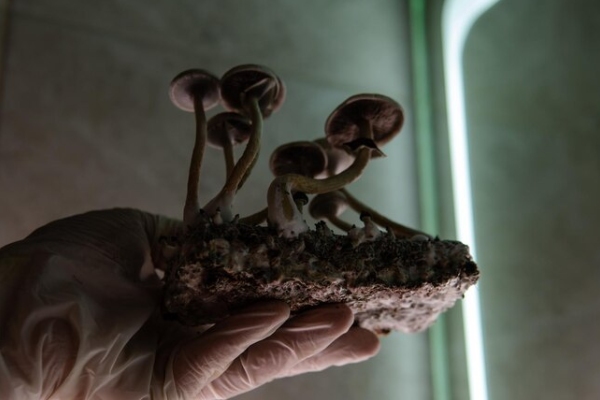 ¿Pueden los hongos y otras sustancias sagradas convertirse en medicina?