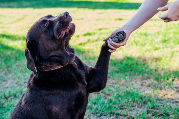 Al menos 10 perros murieron en academia "premium" de entrenamiento canino