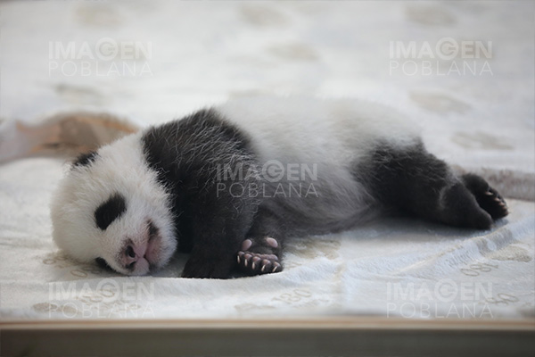 Nace primer cachorro de panda gigante de 2025 en centro de conservación chino
