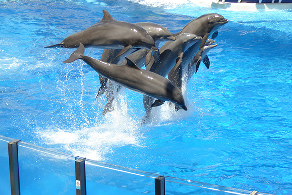 Cámara de Diputados prohíbe espectáculos con delfines y otros mamíferos marinos