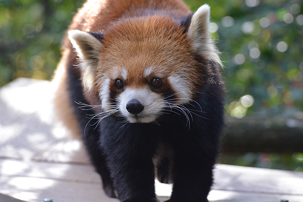 Controversia en China por un hotel que ofrecía visitas de pandas rojos a la habitación