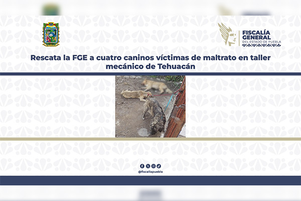 Rescatan a cuatro perritos víctimas de maltrato en un taller mecánico