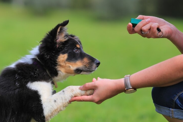 Microchips para mascotas: útiles pero poco comunes en Puebla