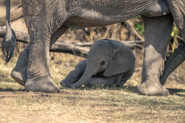 Tragedia en safari: una elefanta mata a dos turistas
