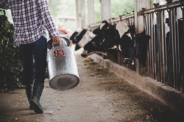 Realidad virtual para vacas, una forma para conseguir mejor leche