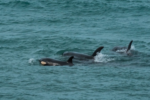 “¿Quieren relacionarse o manipularnos?”: orcas sorprenden al ofrecer comida a humanos
